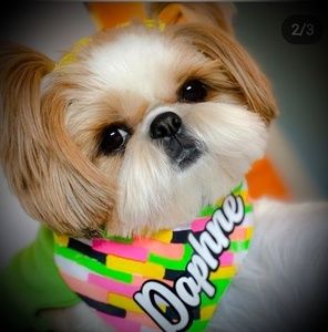 Meet your Posher, Daphne